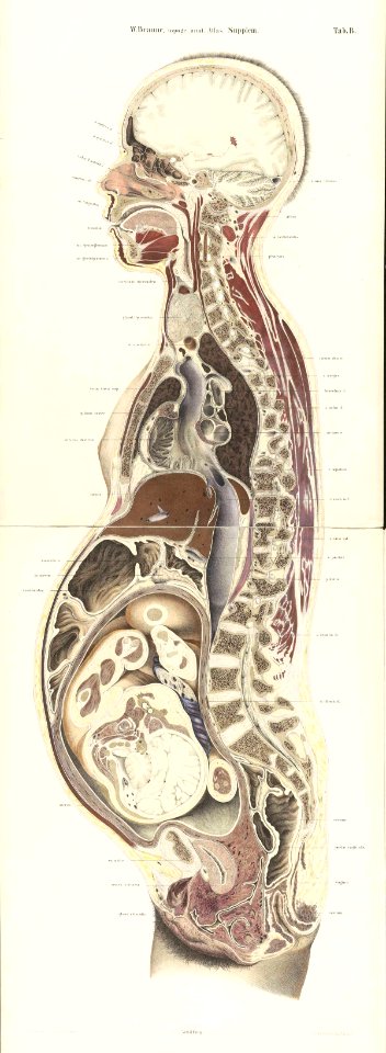 Braune Topiographisch-anatomischer Atlas supplement B2