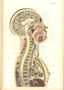 Braune Topiographisch-anatomischer Atlas 02