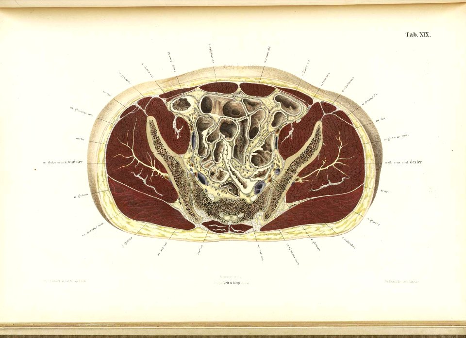 Braune Topiographisch-anatomischer Atlas 19
