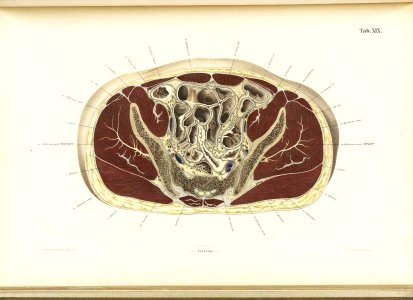 Braune Topiographisch-anatomischer Atlas 19