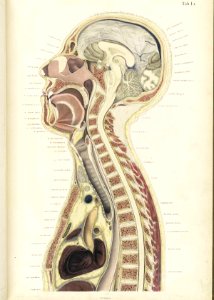 Braune Topiographisch-anatomischer Atlas 01a