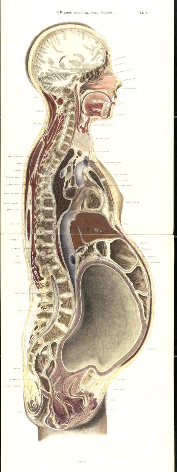 Braune Topiographisch-anatomischer Atlas supplement A2