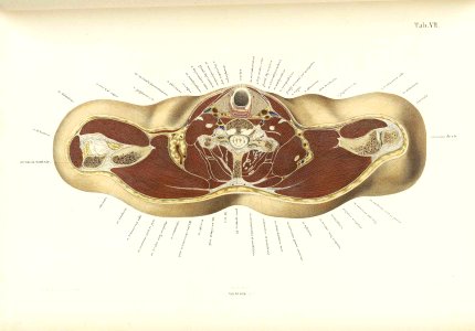Braune Topiographisch-anatomischer Atlas 07
