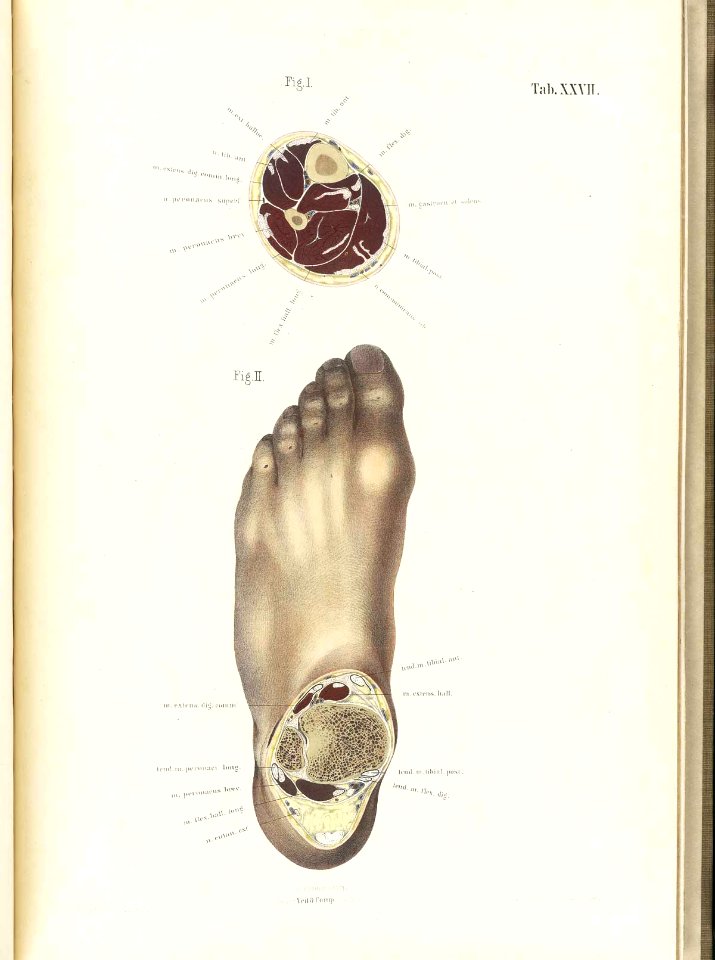 Braune Topiographisch-anatomischer Atlas 27