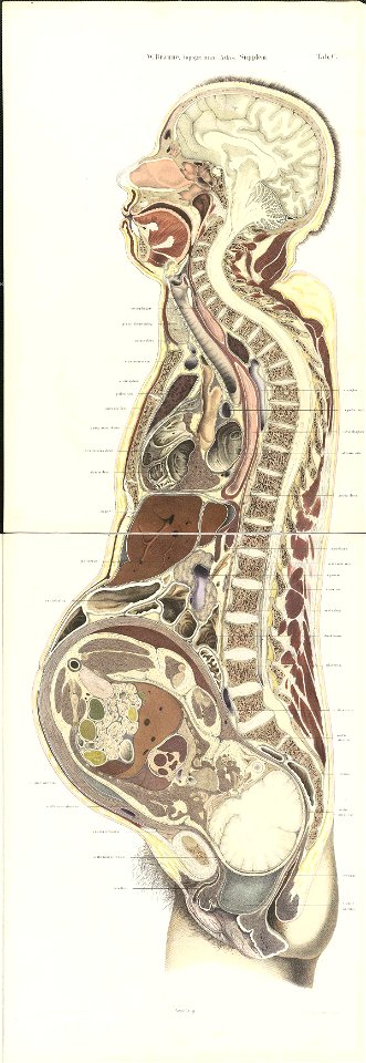 Braune Topiographisch-anatomischer Atlas supplement C3