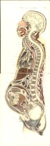 Braune Topiographisch-anatomischer Atlas supplement C3