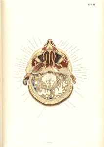 Braune Topiographisch-anatomischer Atlas 04