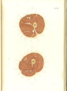 Braune Topiographisch-anatomischer Atlas 24