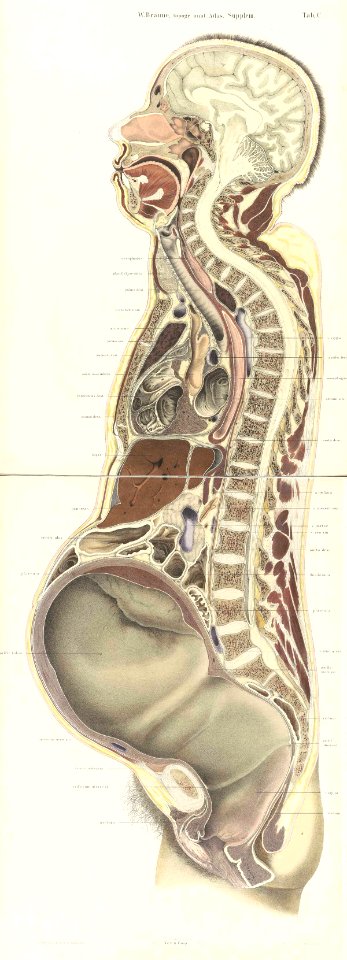 Braune Topiographisch-anatomischer Atlas supplement C2