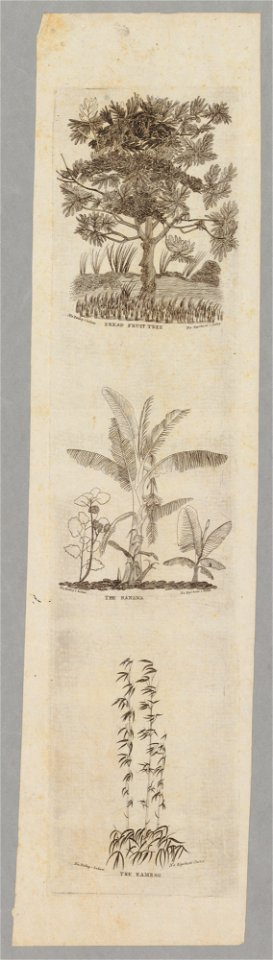 Bread Fruit Tree, The Banana, The Bamboo, ca. 1838. Drawn by Edward Bailey, engraved by Kepohoni