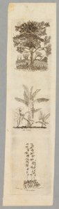 Bread Fruit Tree, The Banana, The Bamboo, ca. 1838. Drawn by Edward Bailey, engraved by Kepohoni