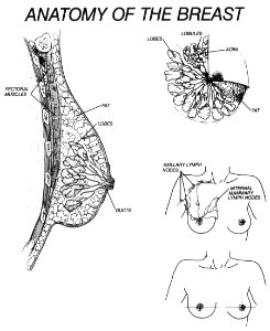 Breast illustration