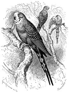 Brehms Tierleben, Wellensittich