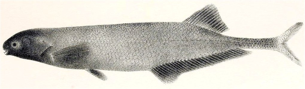 Isichthys henryi 2 - Free Stock Illustrations | Creazilla