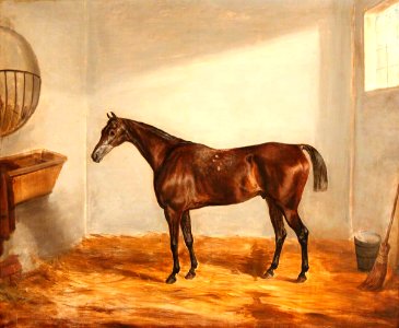 British (English) School - A Bay Horse in a Stable - 445331 - National Trust