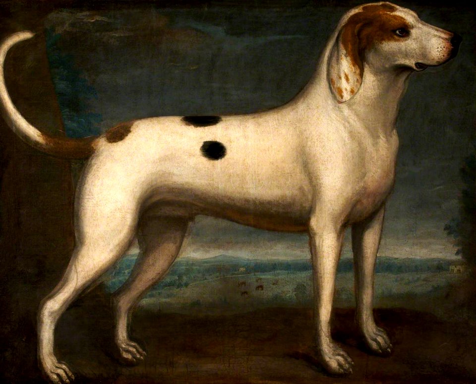 British (English) School - A Spotted Hound - 500015 - National Trust