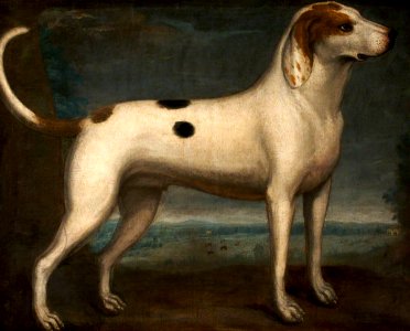 British (English) School - A Spotted Hound - 500015 - National Trust