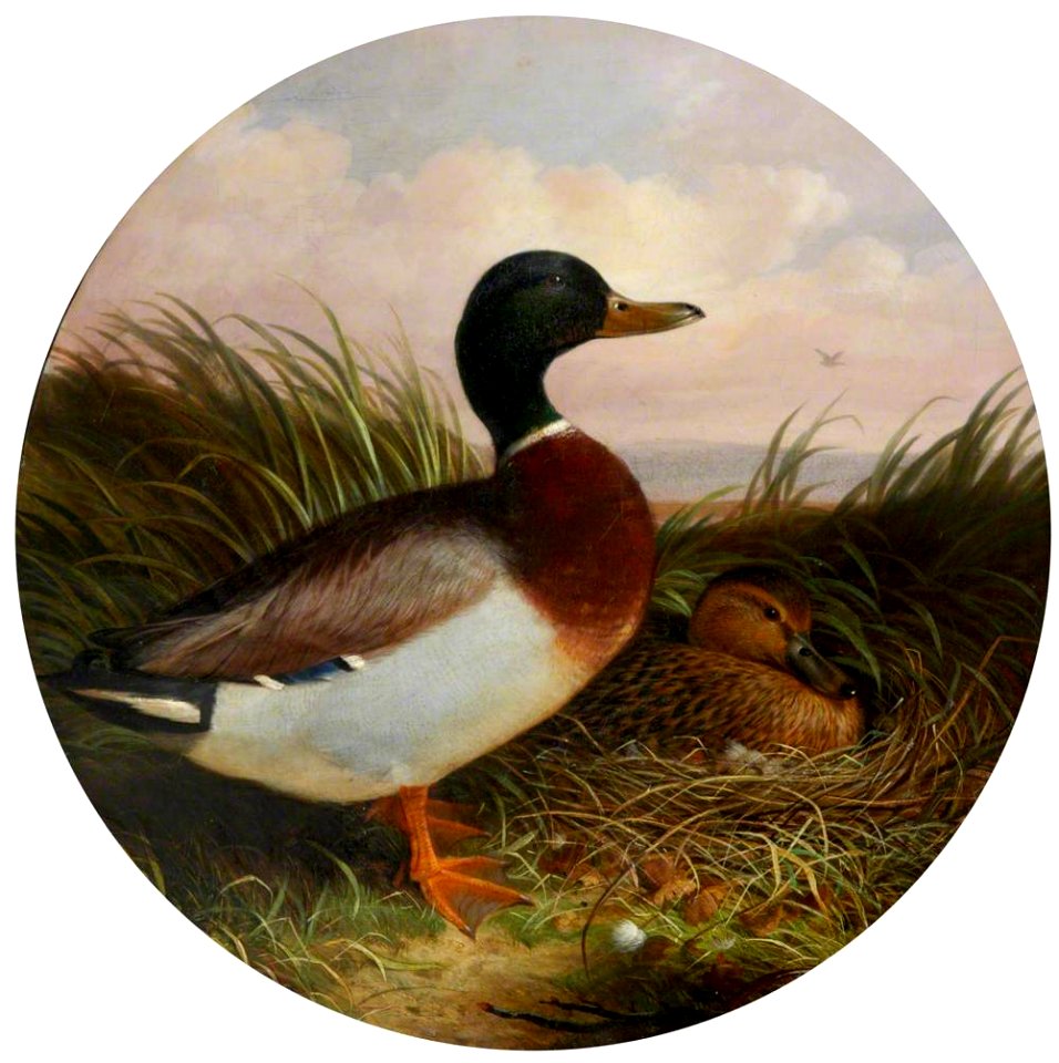 British School - Duck and Drake in Reeds - 987432 - National Trust
