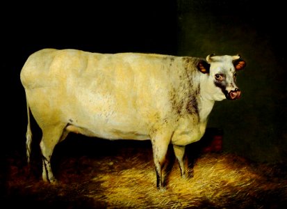 British School - A White Shorthorn Heifer - 290346 - National Trust