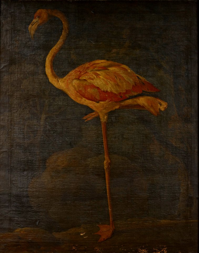 British School, Later Georgian - A Flamingo - RCIN 406060 - Royal Collection