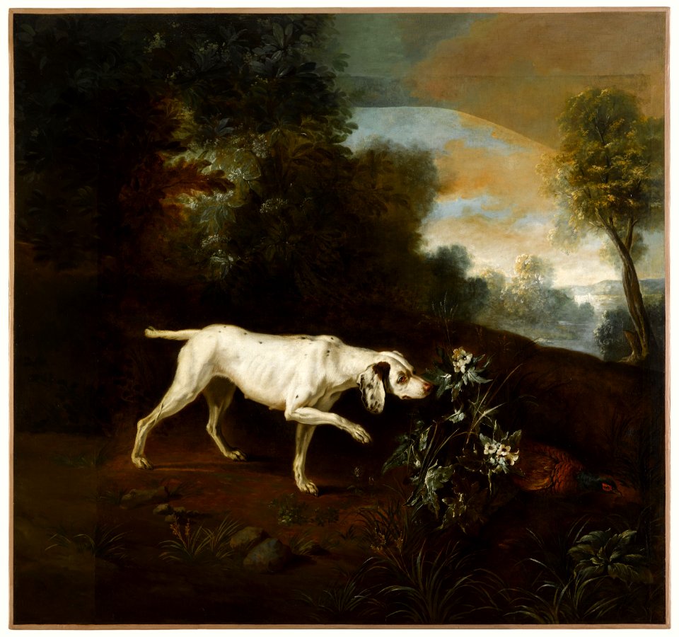 Chien en arrêt devant un faisan (phbw13 0349)