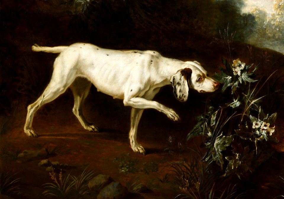 Chien en arrêt devant un faisan (détail) (phbw13 0350)