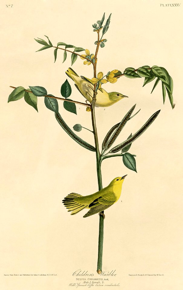 Children's Warbler (Audubon)