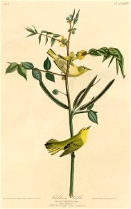 Children's Warbler (Audubon)