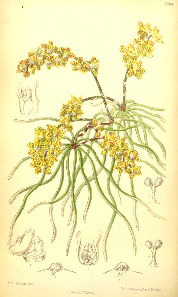 Chiloschista lunifera (as Sarcochilus luniferus) - Curtis' 115 (Ser. 3 no. 45) pl. 7044 (1889)