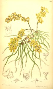 Chiloschista lunifera (as Sarcochilus luniferus) - Curtis' 115 (Ser. 3 no. 45) pl. 7044 (1889)