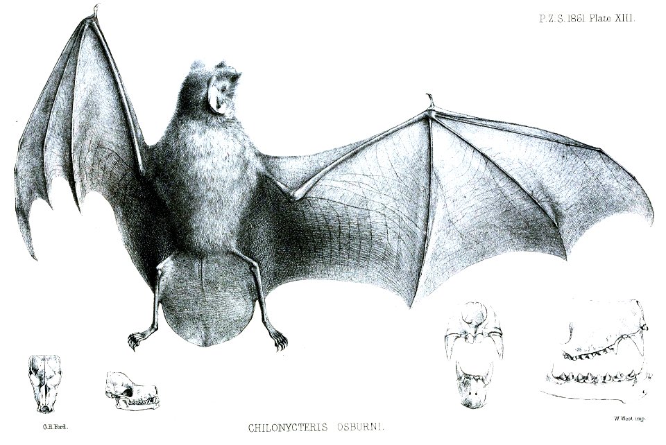 ChilonycterisOsburniFord