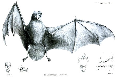 ChilonycterisOsburniFord