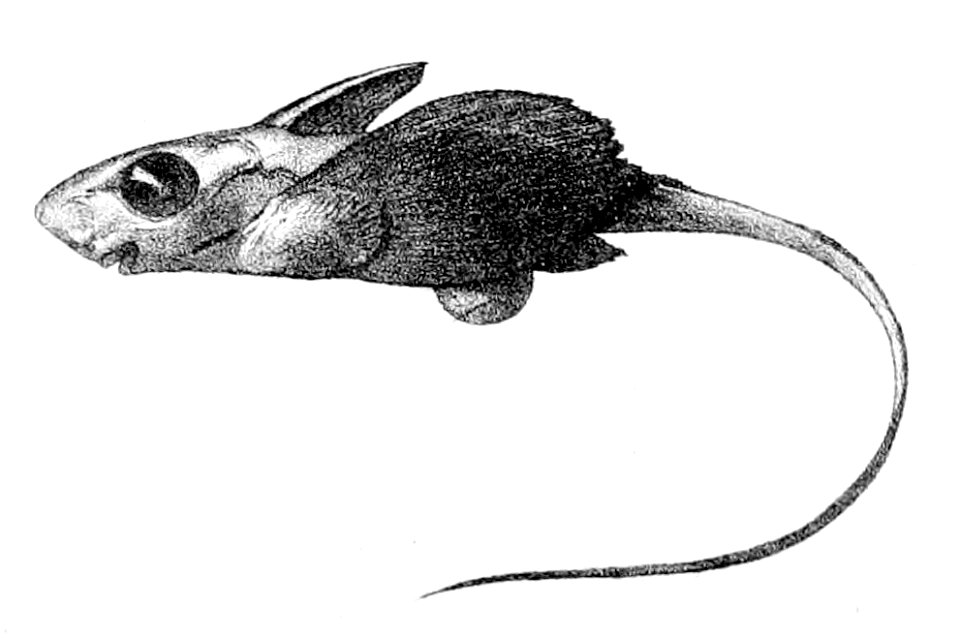 Chimaera monstrosa2