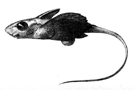 Chimaera monstrosa2. Free illustration for personal and commercial use.