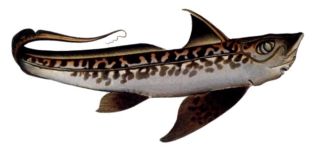 Chimaera monstrosa1