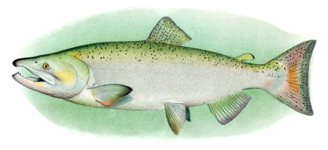 Chinook Salmon Adult Male. Free illustration for personal and commercial use.