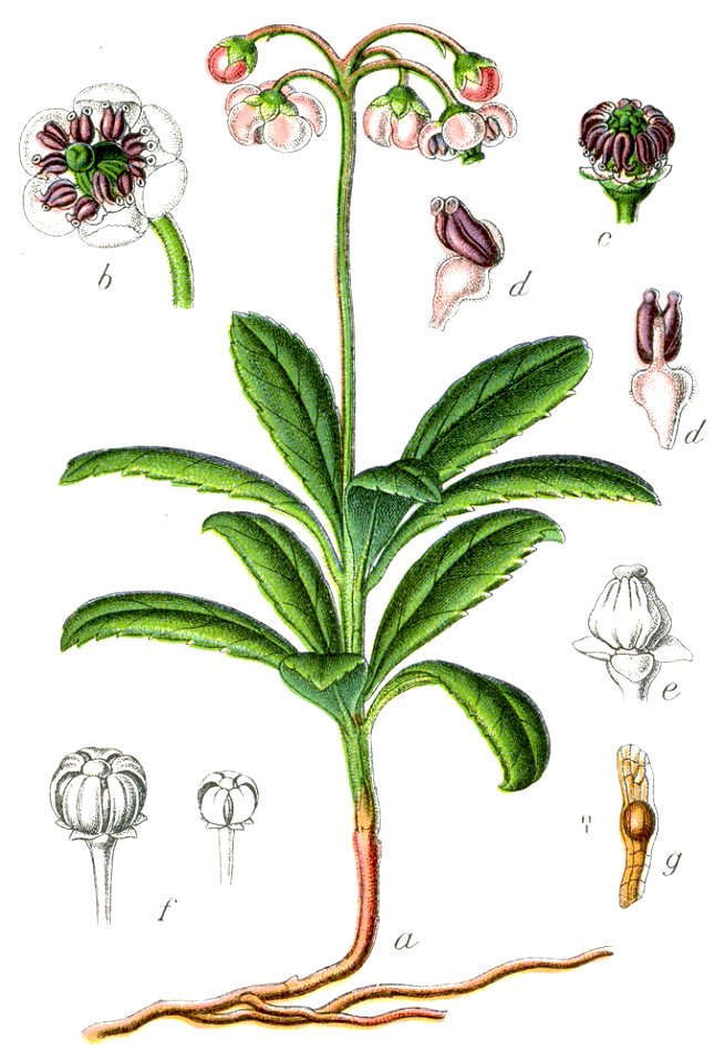 Chimaphila umbellata Sturm51
