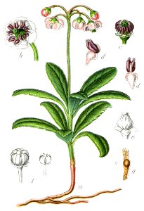 Chimaphila umbellata Sturm51