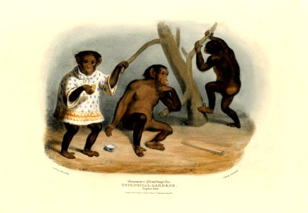 Chimpanzee or African Orang-Utan. (BM 1862,1108.582)