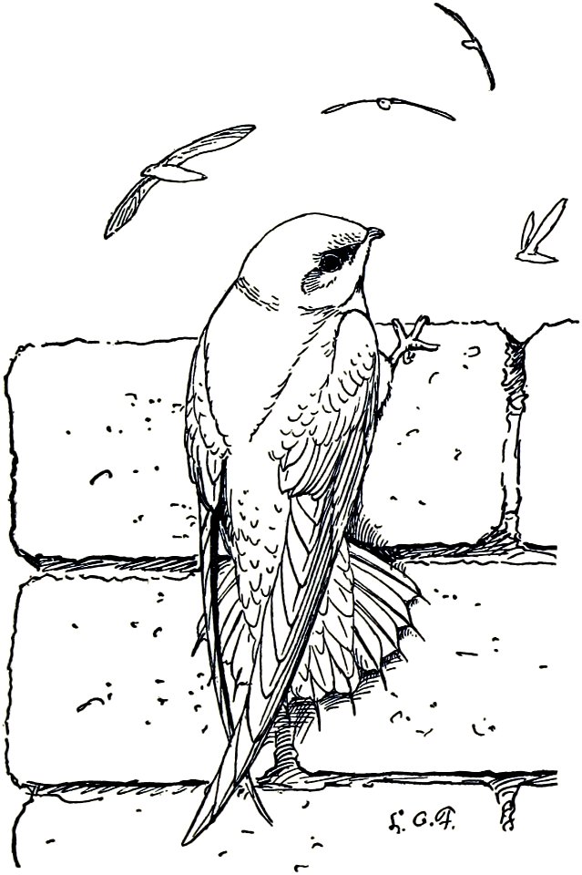 Chimney Swift-MBS 23