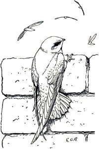 Chimney Swift-MBS 23