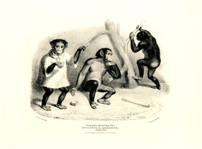 Chimpanzee or African Orang-Utan. (BM 1862,1108.581)