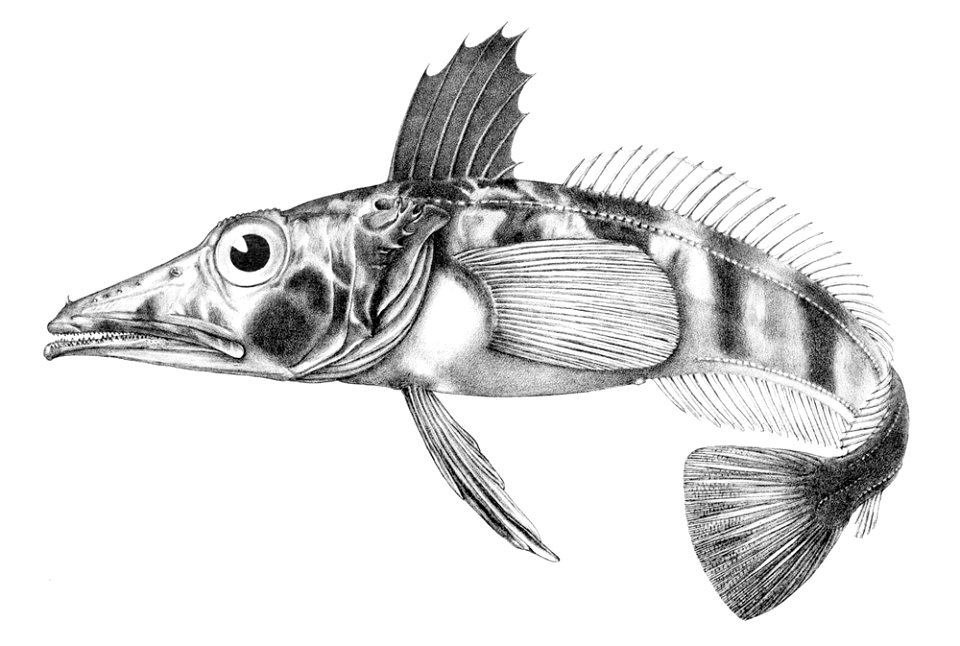 Chionodraco hamatus