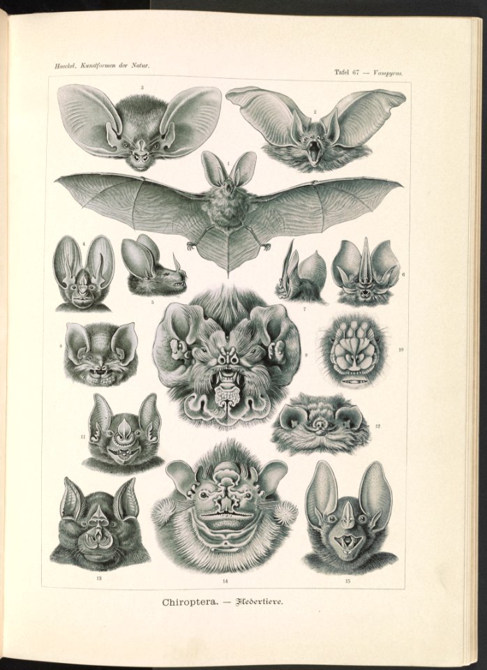 Chiroptera. - Fledertiere LCCN2015648949