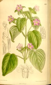 Chirita rupestris 136-8333