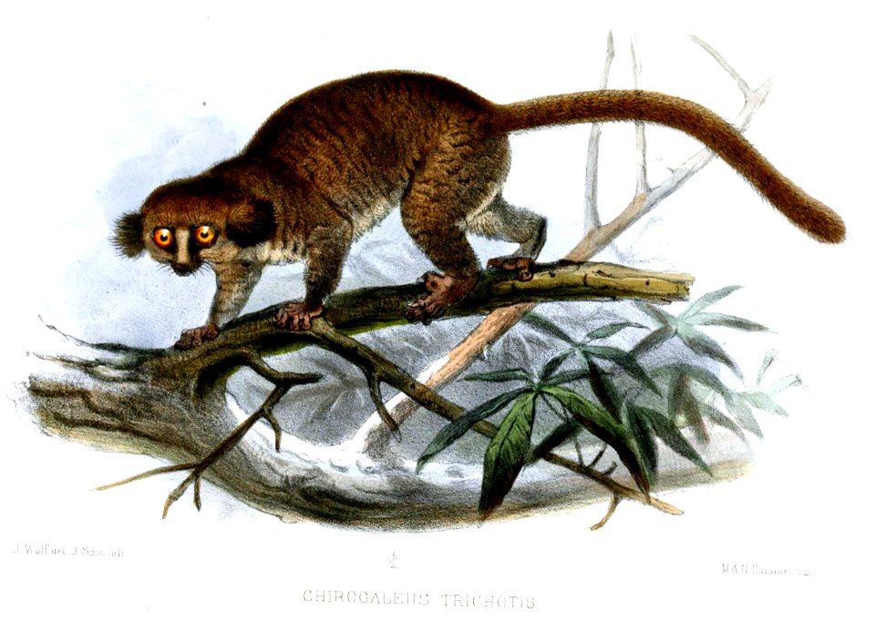 ChirogaleusTrichotisWolf