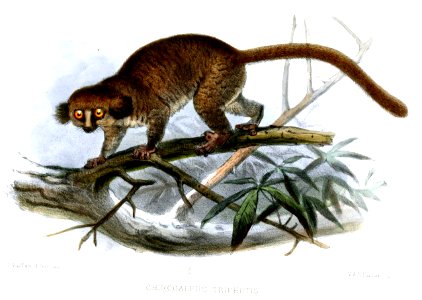 ChirogaleusTrichotisWolf