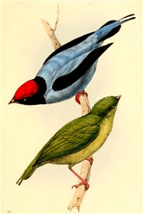 Chiroxiphia caudata 1841
