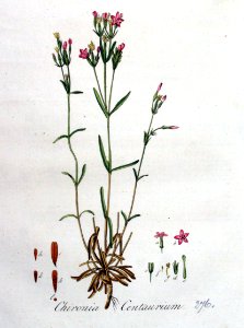 Chironia centaurium — Flora Batava — Volume v4