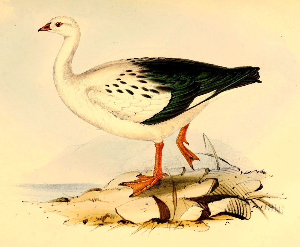 Chloephaga melanoptera